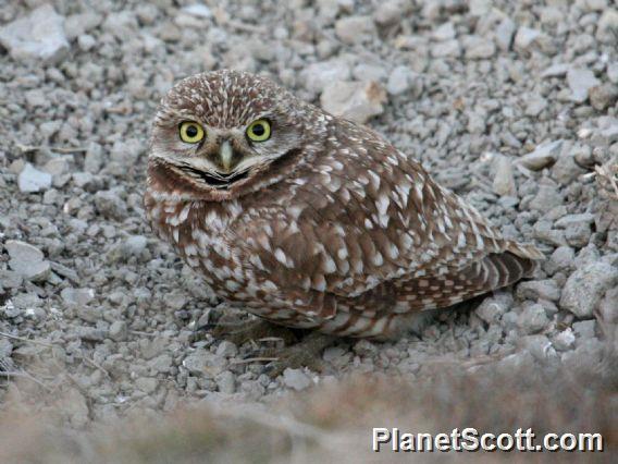 Burrowing Owl (Speotyto cunicularia) 