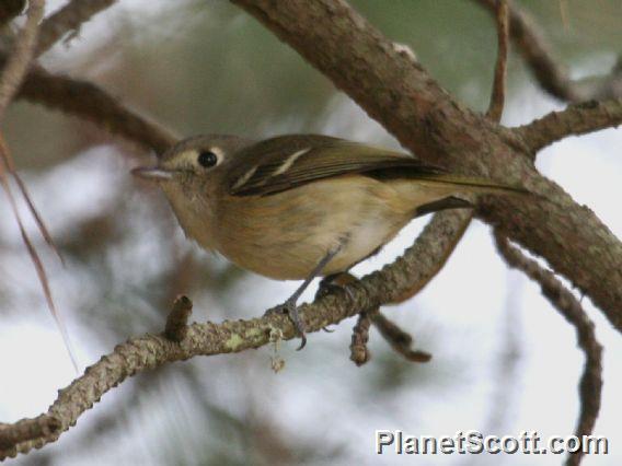 Hutton's Vireo (Vireo huttoni) 