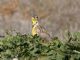 Western Meadowlark (Sturnella neglecta) 