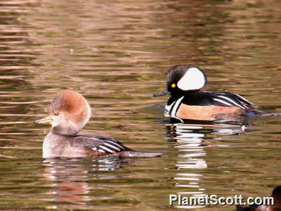 Hooded Merganser (Lophodytes cucullatus) 