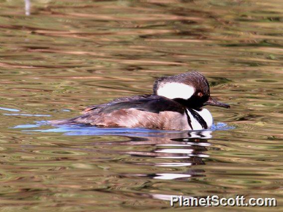 Hooded Merganser (Lophodytes cucullatus) Male