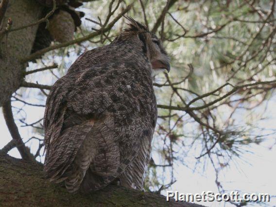 Great Horned Owl (Bubo virginianus) 