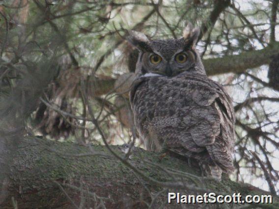 Great Horned Owl (Bubo virginianus) 