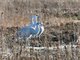 Sandhill Crane (Grus canadensis) 