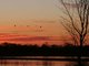 Sandhill Crane (Grus canadensis) 
