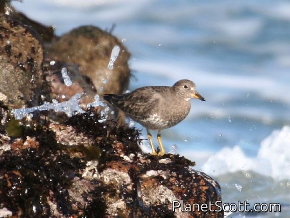 Surfbird (Aphriza virgata)