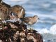 Surfbird (Aphriza virgata) 