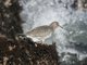 Surfbird (Aphriza virgata) 