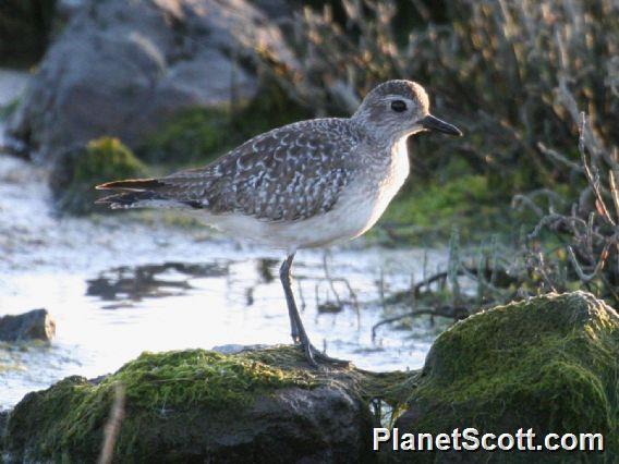 Black-bellied Plover (Pluvialis squatarola) 