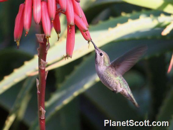Anna's Hummingbird (Calypte anna) 