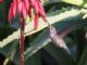 Annas Hummingbird (Calypte anna) 