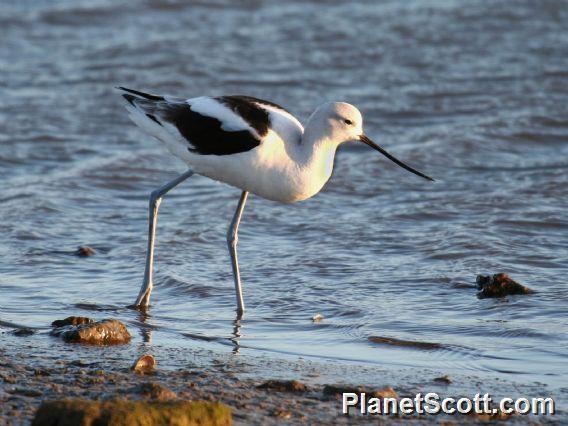 American Avocet (Recurvirostra americana) nonbreeding