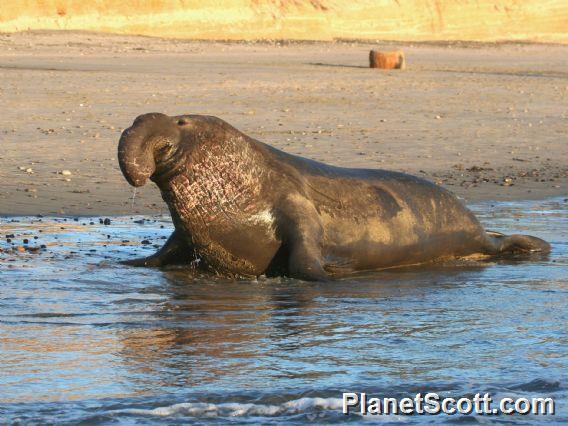 northern elephant seal (Mirounga angustirostris) 