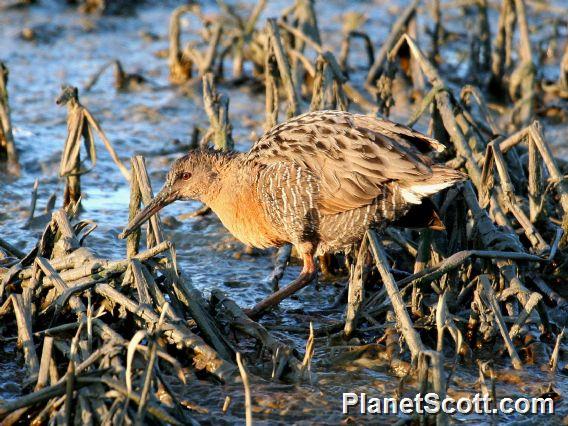 Ridgways Rail (Rallus obsoletus) 