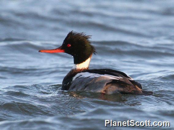 Red-breasted Merganser (Mergus serrator) 