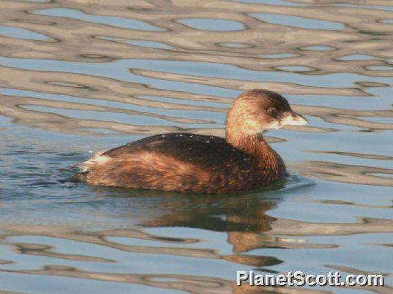 Pied-billed Grebe (Podilymbus podiceps) 