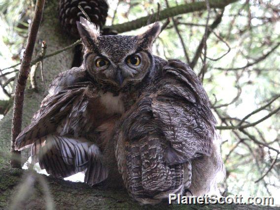 Great Horned Owl (Bubo virginianus) 