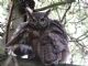 Great Horned Owl (Bubo virginianus) 