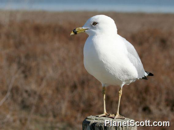 Ring-billed Gull (Larus delawarensis) 