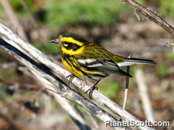 Townsend's Warbler (Dendroica townsendi) Male