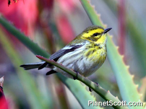 Townsend's Warbler (Dendroica townsendi) Female