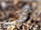 Fox Sparrow (Passerella iliaca) 