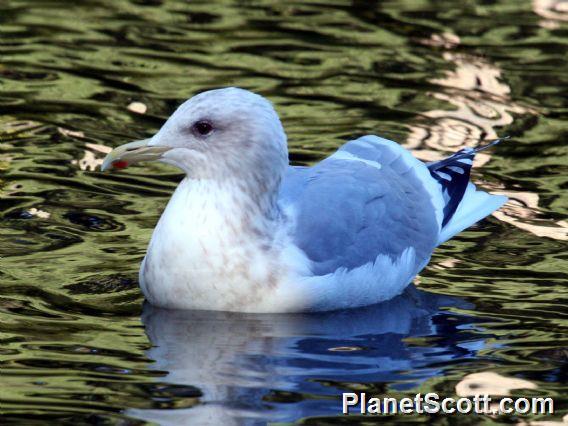 Iceland Gull (Larus glaucoides) Adult