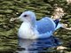 Thayers Gull (Larus thayeri) Adult