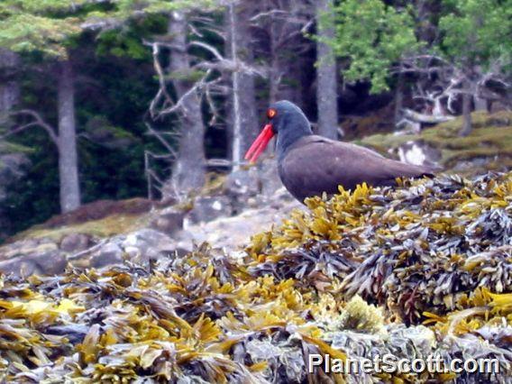 Black Oystercatcher