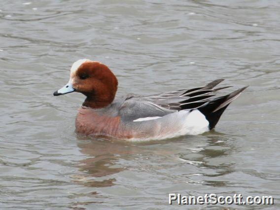 Eurasian Wigeon (Mareca penelope) Male