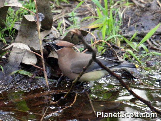 Cedar Waxwing (Bombycilla cedrorum) 