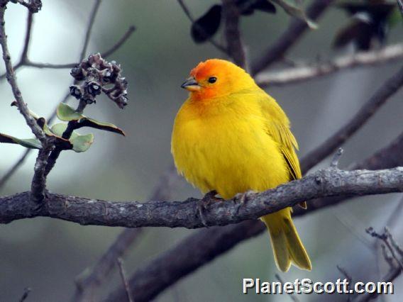 Saffron Finch (Sicalis flaveola) 