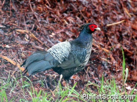 Kalij Pheasant (Lophura leucomelanos) Male