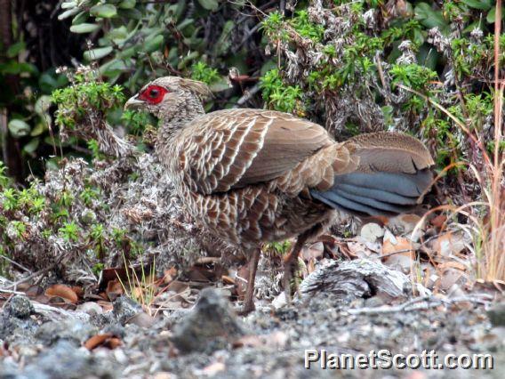 Kalij Pheasant (Lophura leucomelanos) Female