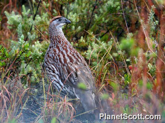 Erckel's Francolin (Pternistis erckelii) 