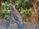 Erckels Francolin (Francolinus erckelii) 