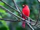 Northern Cardinal (Cardinalis cardinalis) Male