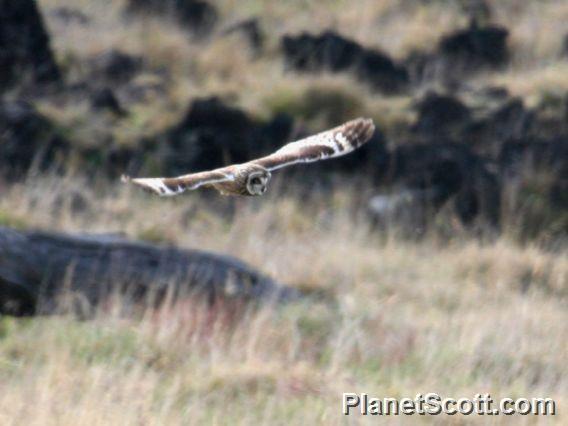 Short-eared Owl (Asio flammeus) 