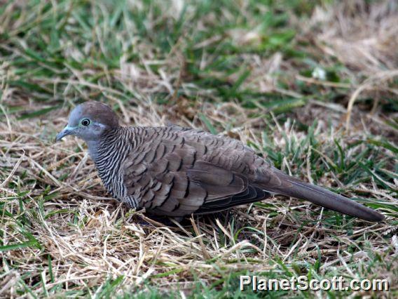 Zebra Dove (Geopelia striata) 