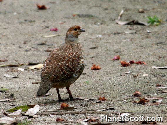 Grey Francolin (Francolinus pondicerianus) 