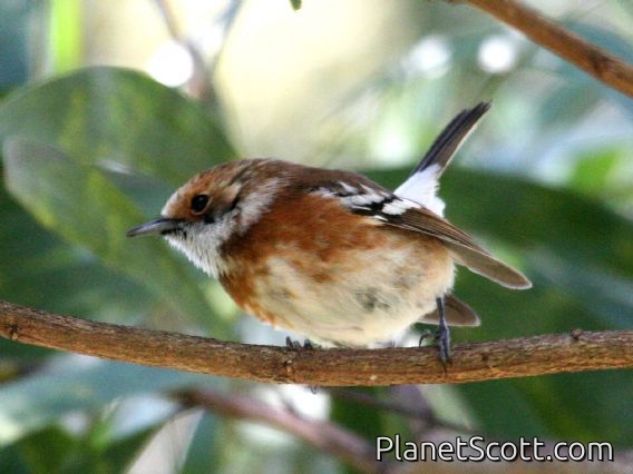 Hawaii Elepaio (Chasiempis sandwichensis)