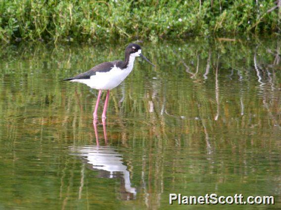 Black-necked Stilt (Himantopus mexicanus) Hawaii ssp