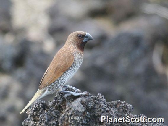 Scaly-breasted Munia (Lonchura punctulata) 