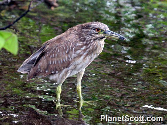 Black-crowned Night-Heron (Nycticorax nycticorax) Immature 