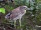 Black-crowned Night-Heron (Nycticorax nycticorax) Immature 