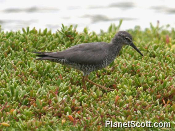 Wandering Tattler (Tringa incana) Breeding