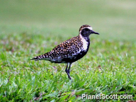 Pacific Golden-Plover (Pluvialis fulva) Breeding