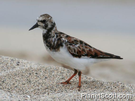 Ruddy Turnstone (Arenaria interpres) 