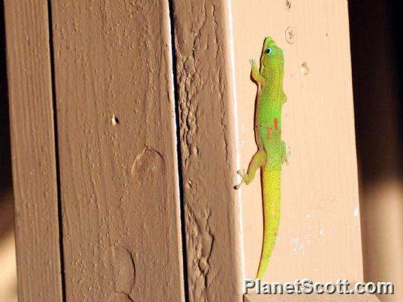Gold Dust Day Gecko (Phelsuma laticauda) 