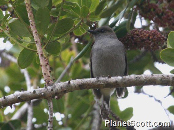 Turdidae image